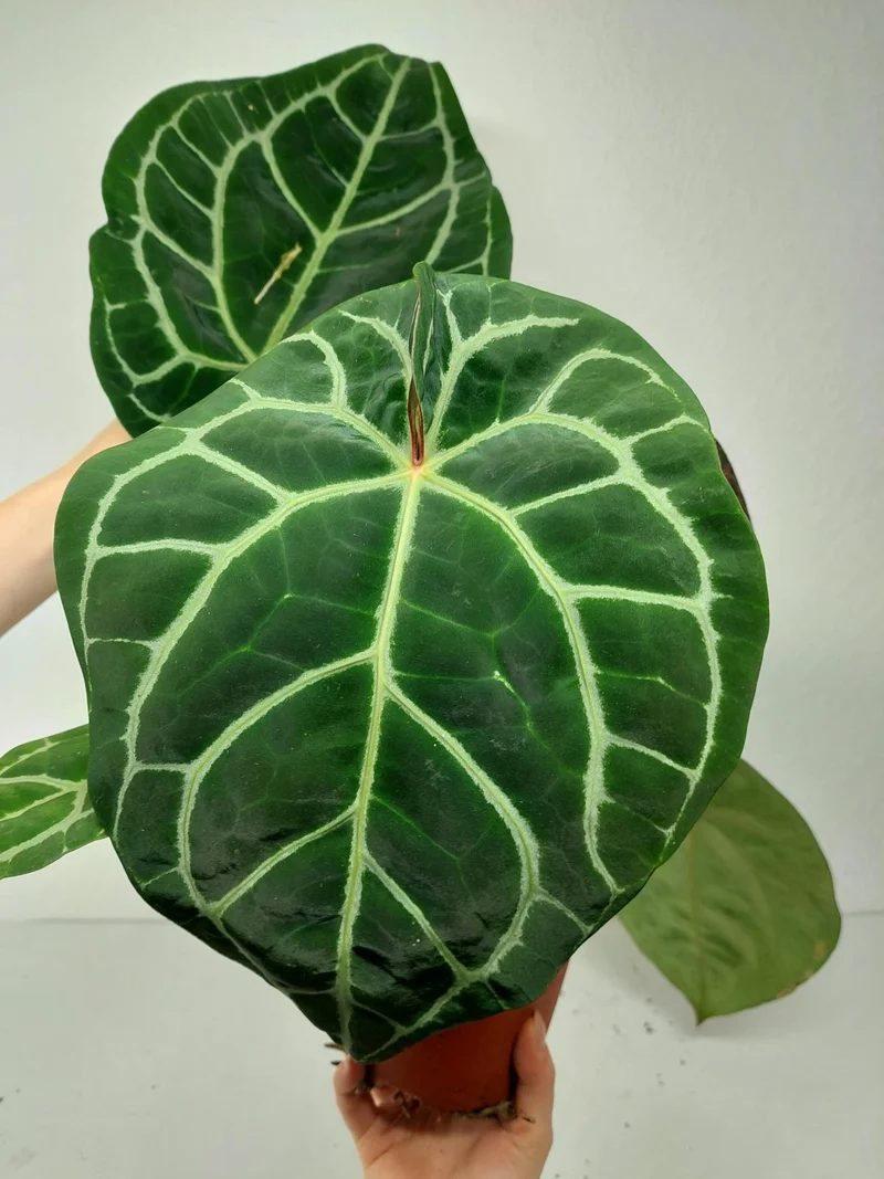 Anthurium Red Crystallinum NSE x Tezula