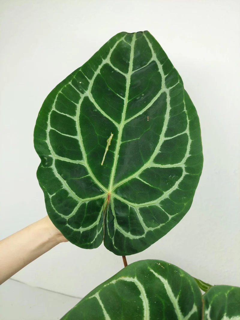 Anthurium Red Crystallinum NSE x Tezula