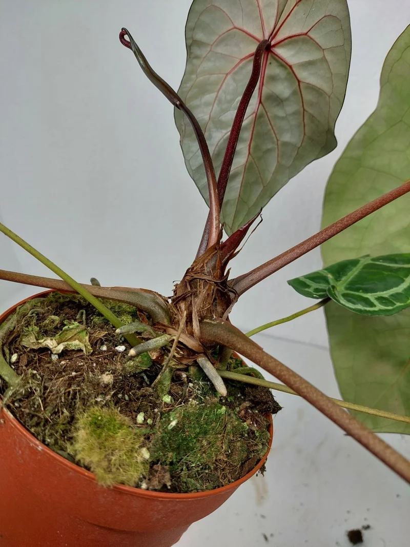 Anthurium Red Crystallinum NSE x Tezula