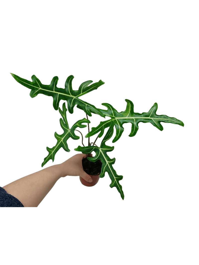 Alocasia Portei Green on Green Variegata