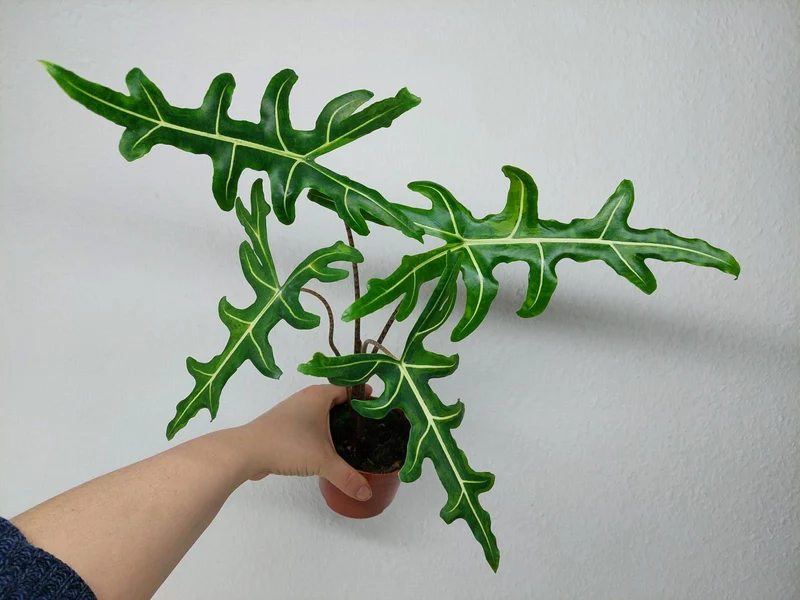 Alocasia Portei Green on Green Variegata