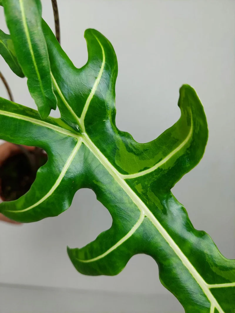 Alocasia Portei Green on Green Variegata