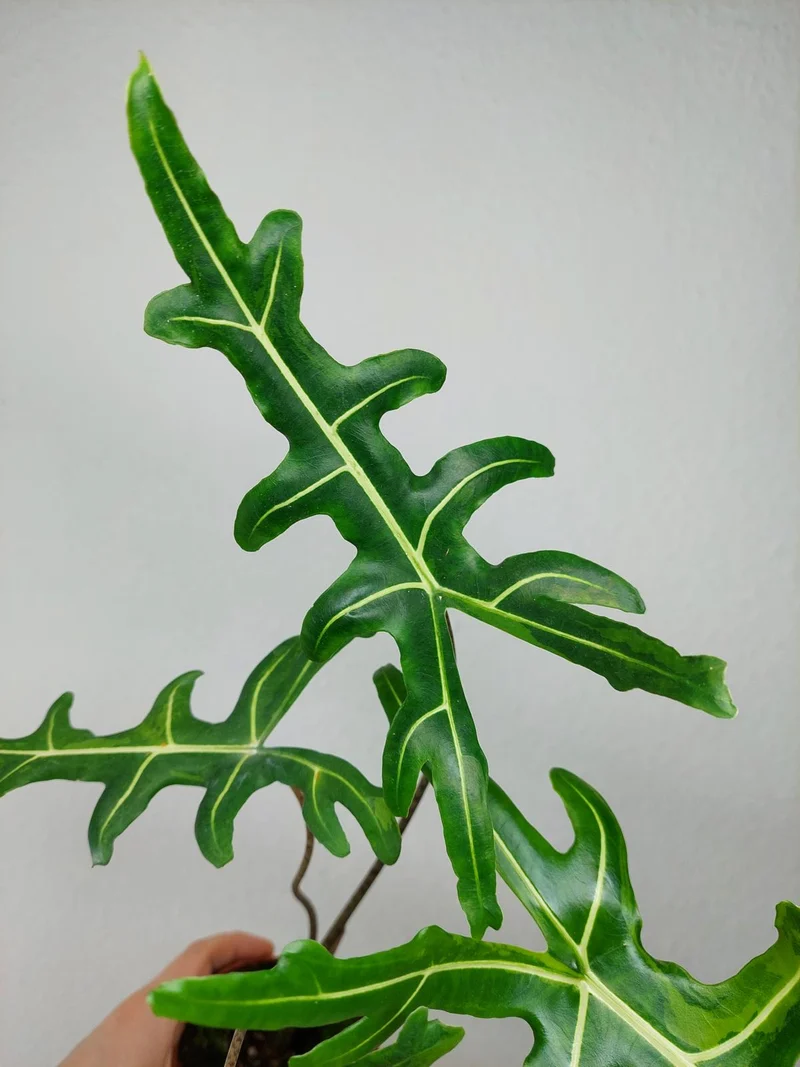 Alocasia Portei Green on Green Variegata