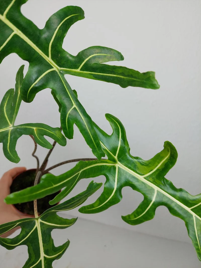Alocasia Portei Green on Green Variegata
