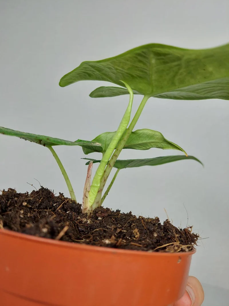 Alocasia Sulawesi Green Carpet Aurea
