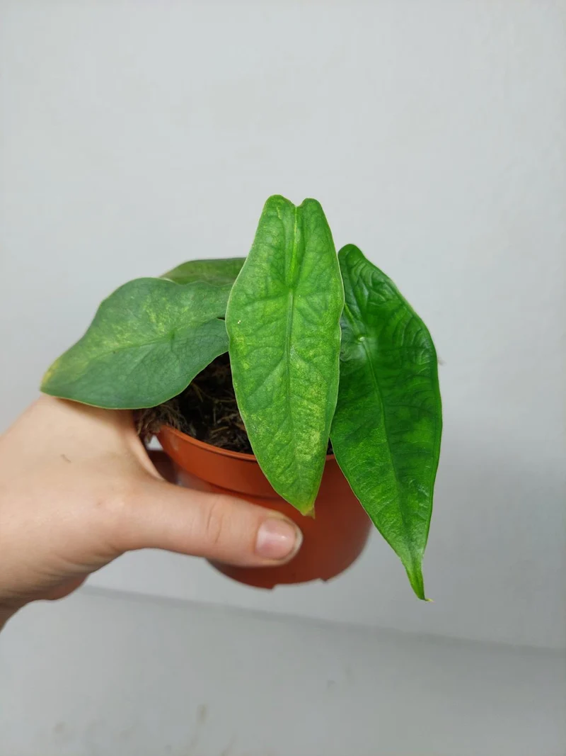 Alocasia Sulawesi Green Carpet Aurea