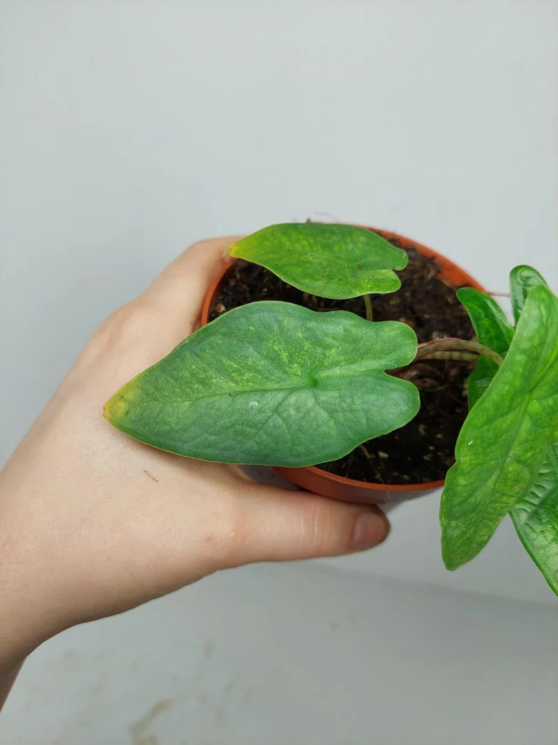 Alocasia Sulawesi Green Carpet Aurea