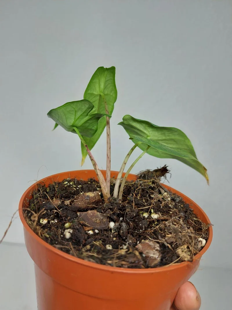 Alocasia Sulawesi Green Carpet Aurea