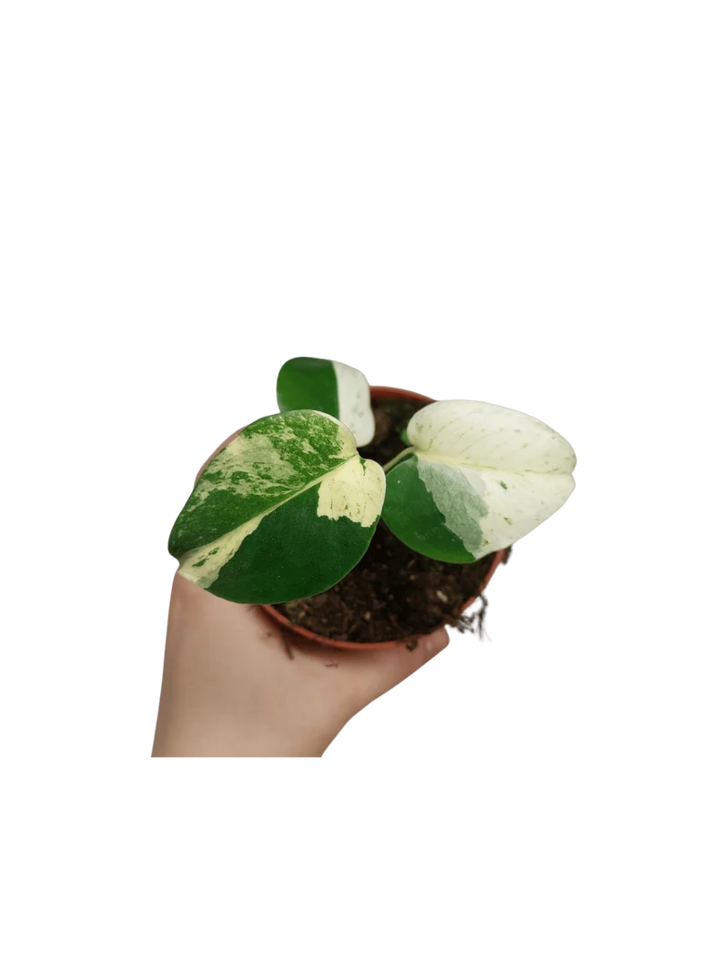 Monstera Jungle Mint