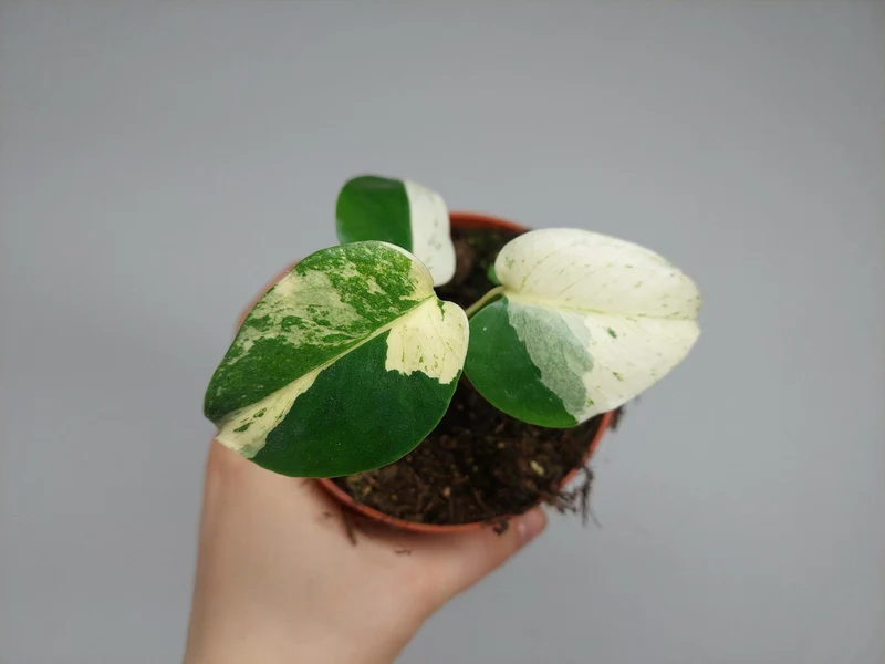 Monstera Jungle Mint