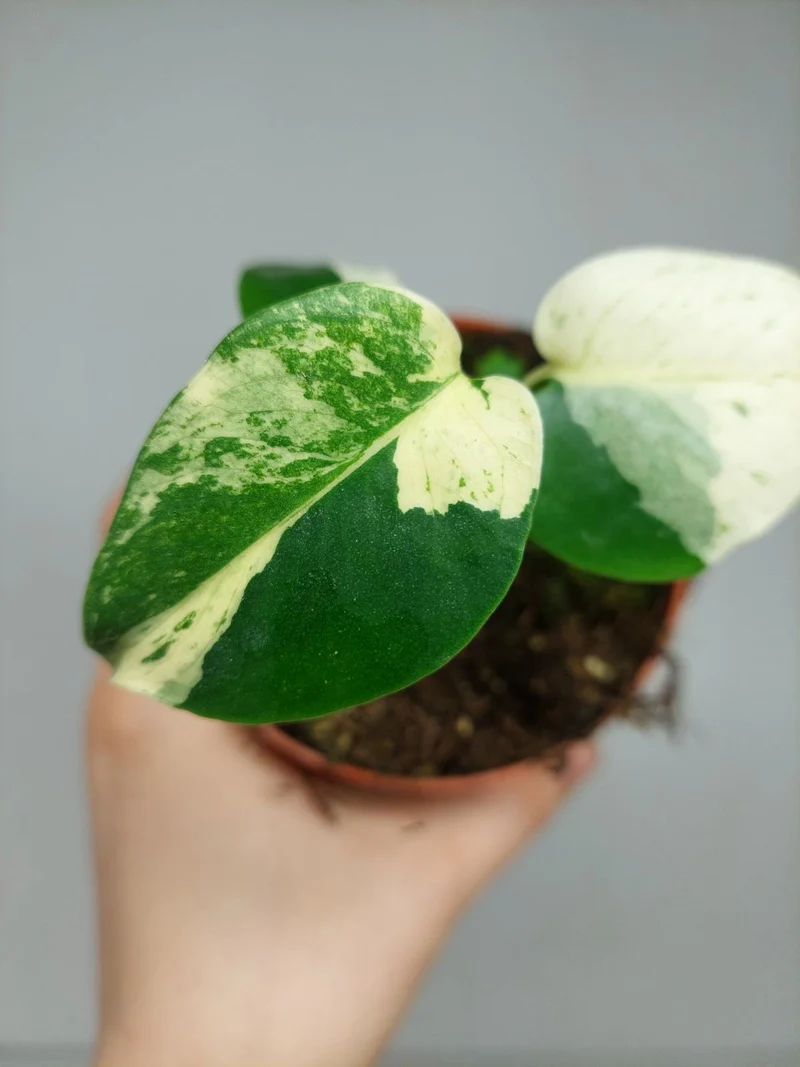 Monstera Jungle Mint