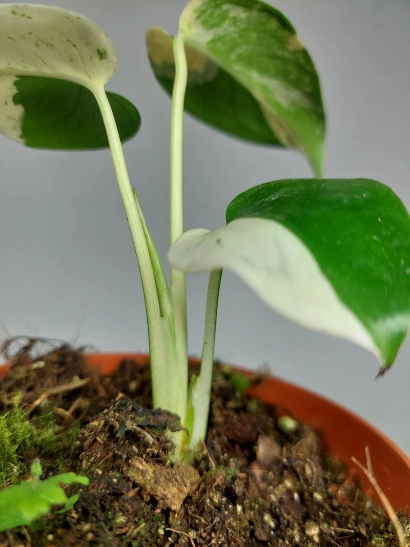 Monstera Jungle Mint