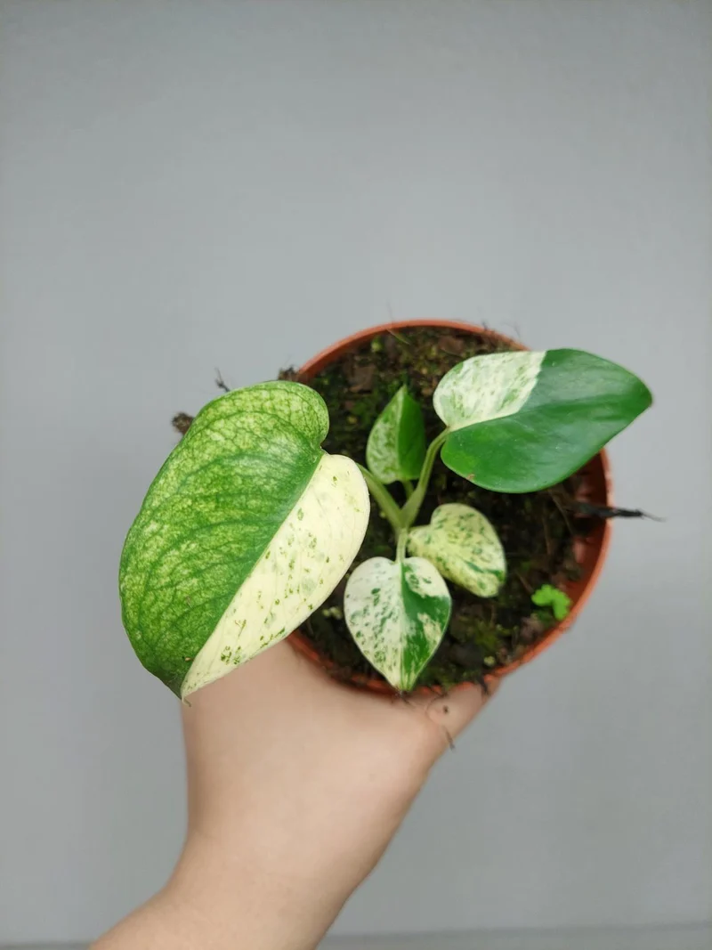 Monstera Jungle Mint