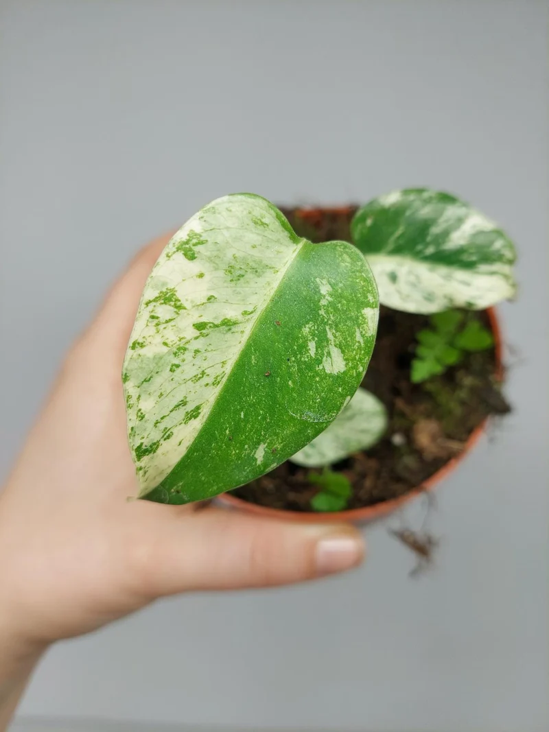 Monstera Jungle Mint