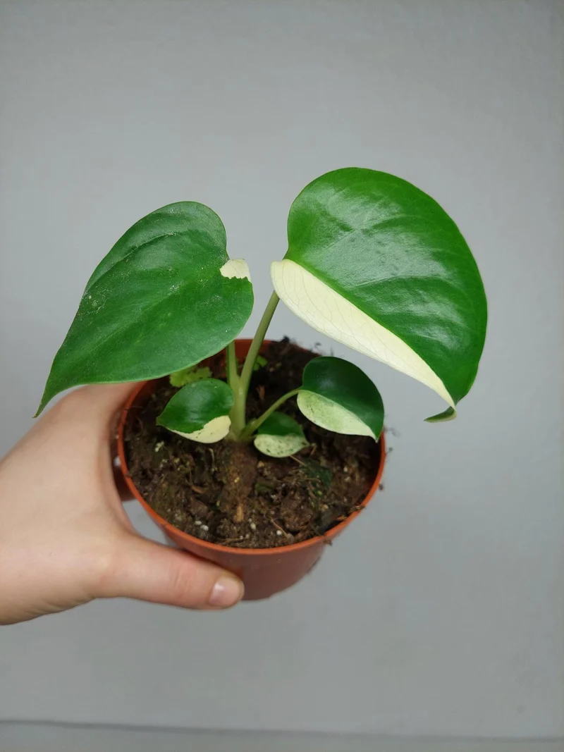 Monstera Jungle Mint
