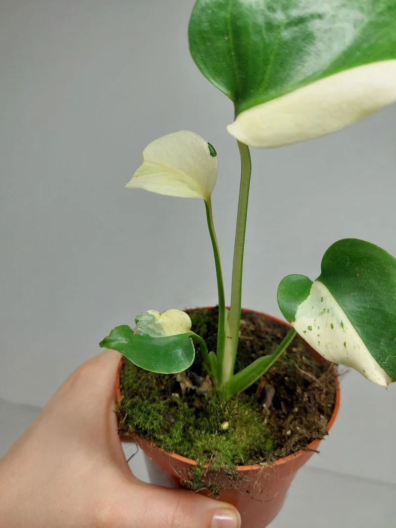 Monstera Jungle Mint