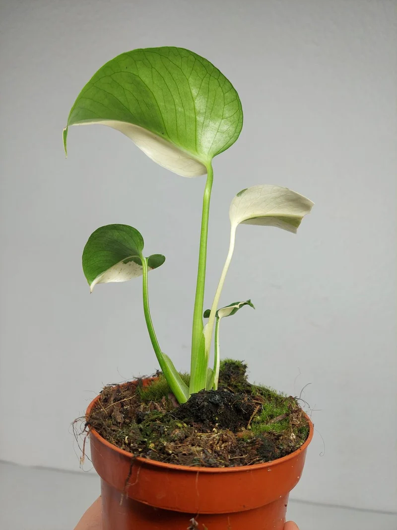 Monstera Jungle Mint