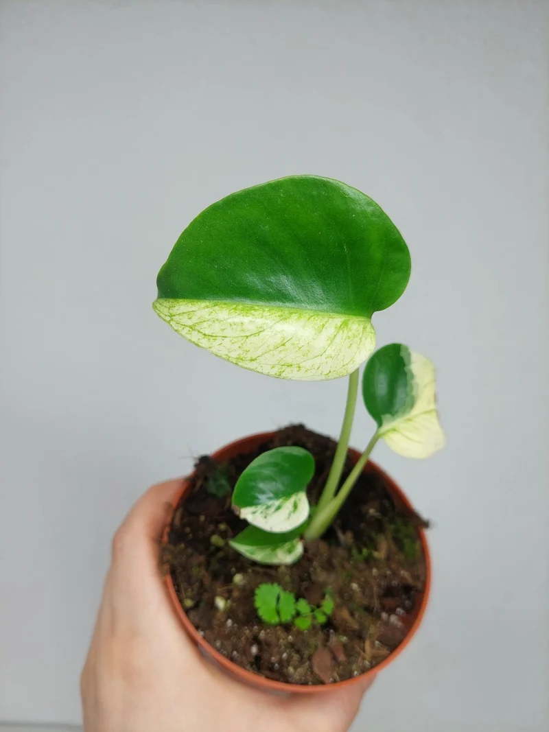 Monstera Jungle Mint