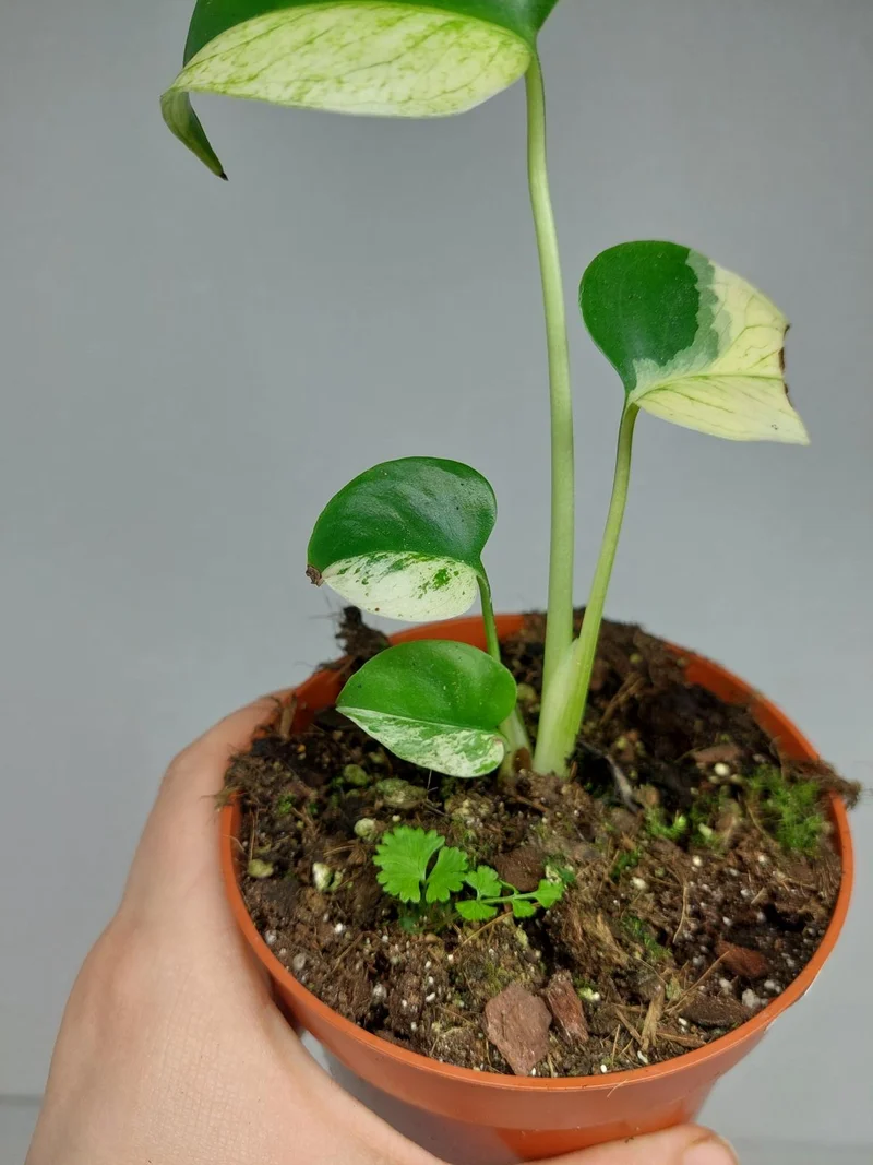 Monstera Jungle Mint