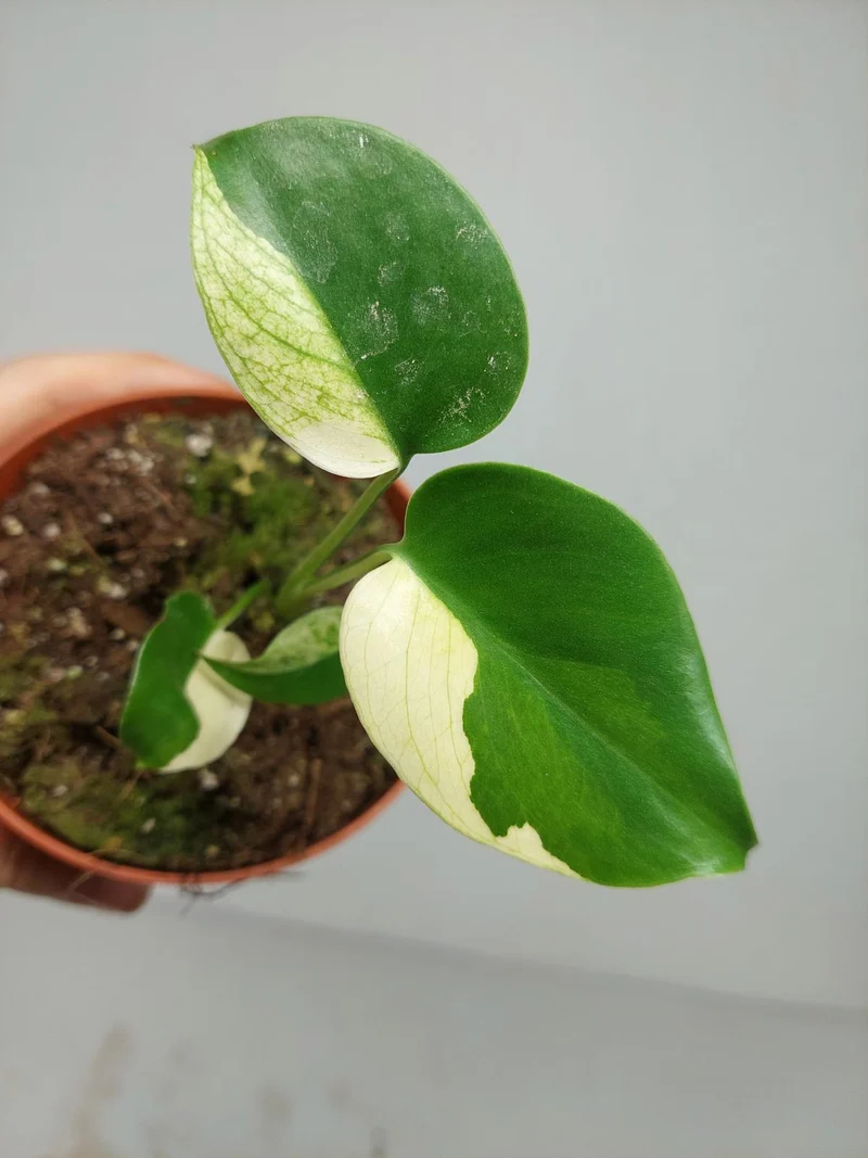 Monstera Jungle Mint