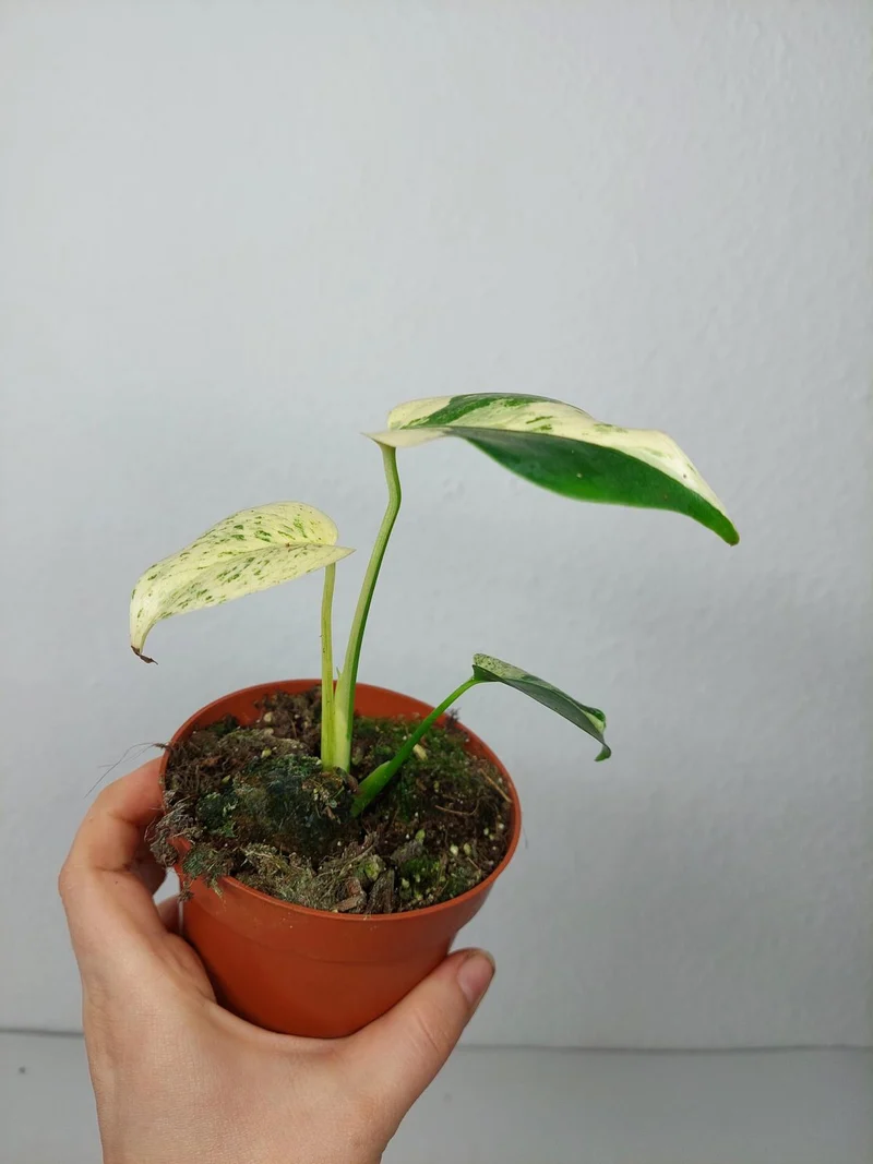 Monstera Jungle Mint