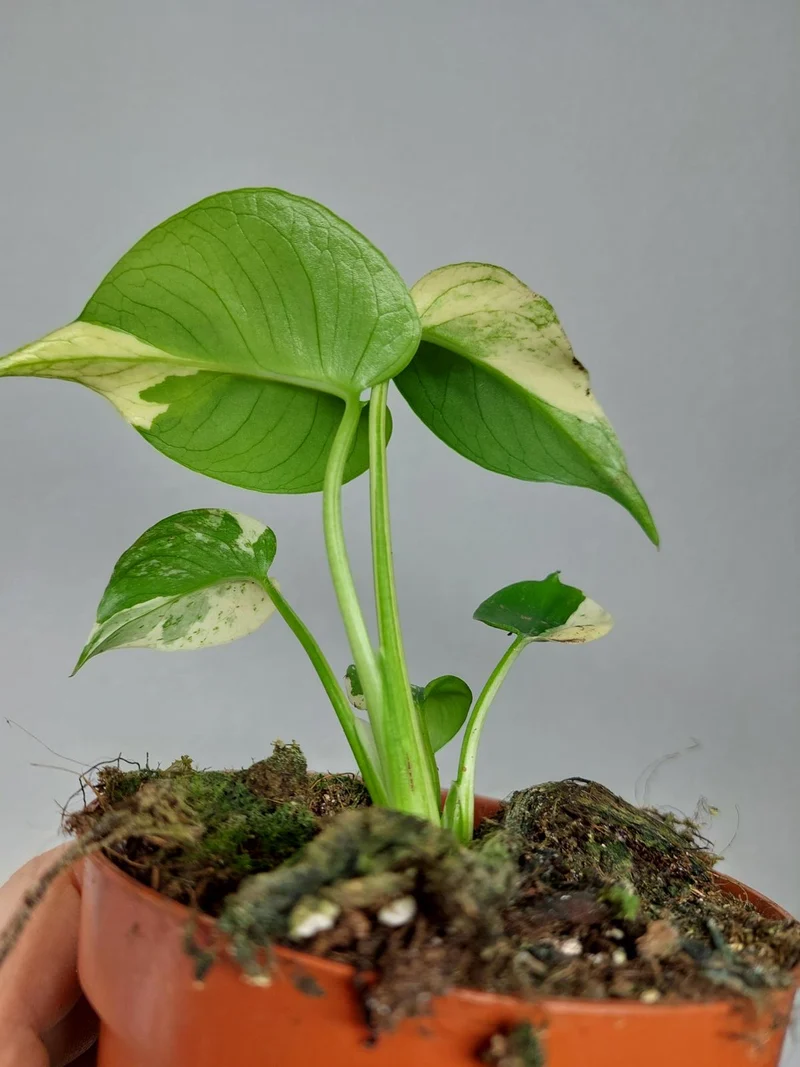 Monstera Jungle Mint