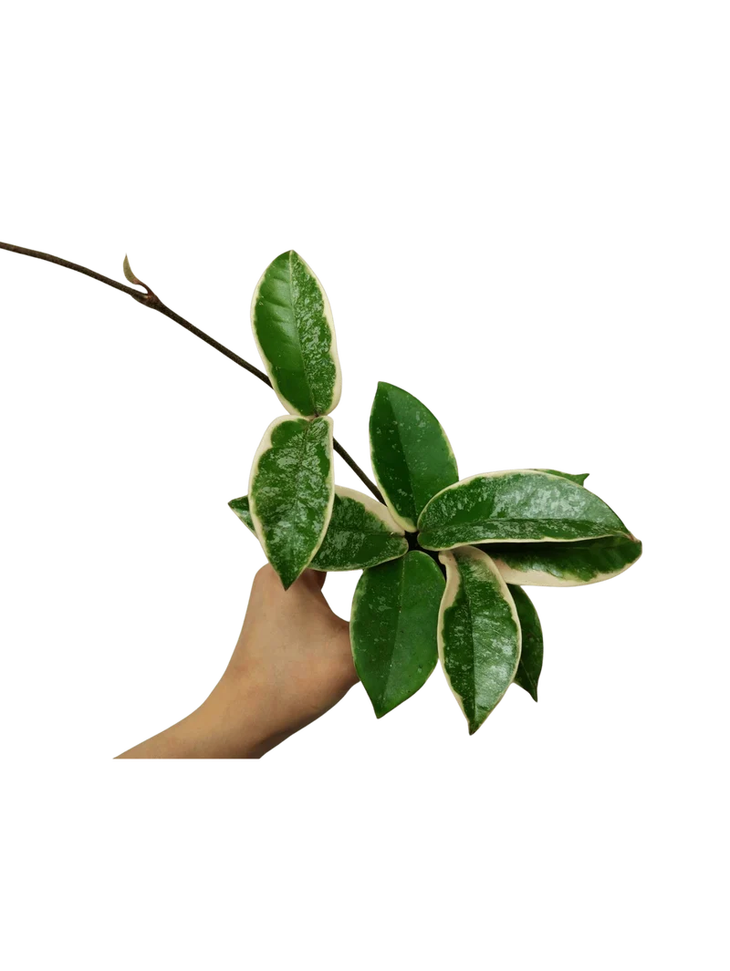 Hoya Carnosa Krimson Queen Splash