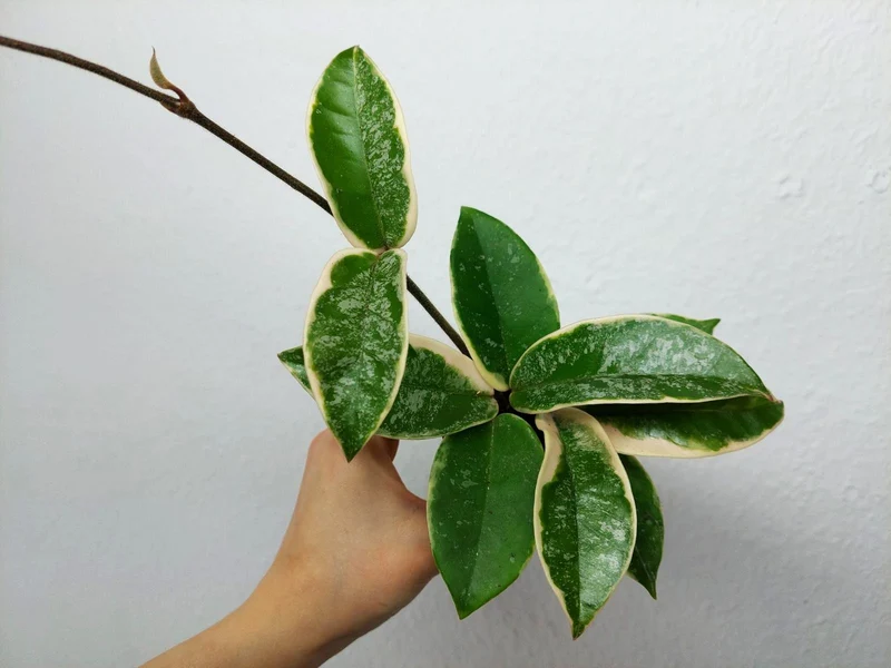 Hoya Carnosa Krimson Queen Splash