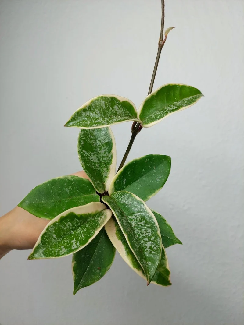 Hoya Carnosa Krimson Queen Splash