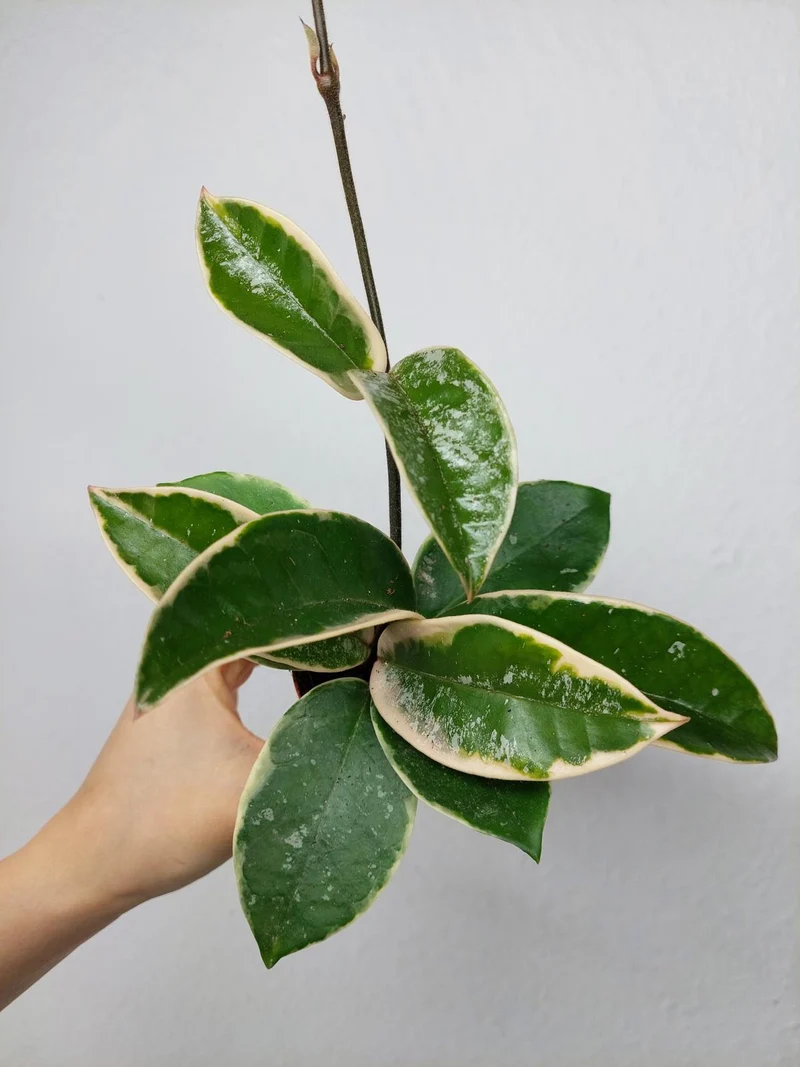 Hoya Carnosa Krimson Queen Splash