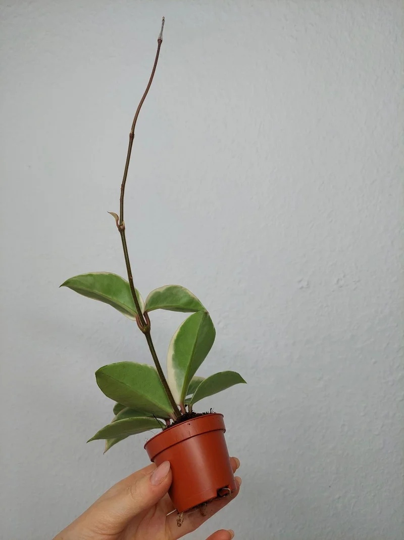 Hoya Carnosa Krimson Queen Splash