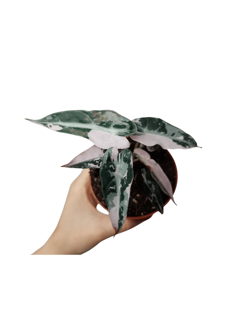 Alocasia Bambino Pink