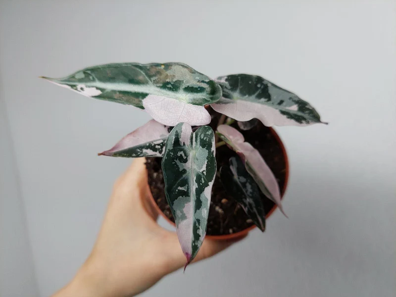 Alocasia Bambino Pink