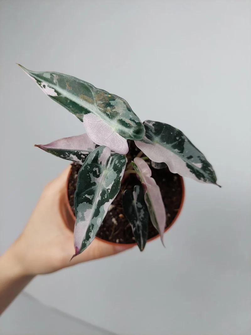Alocasia Bambino Pink