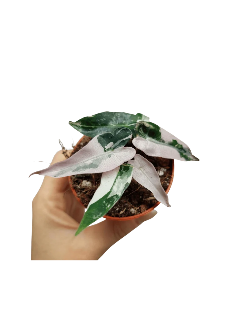 Alocasia Bambino Pink
