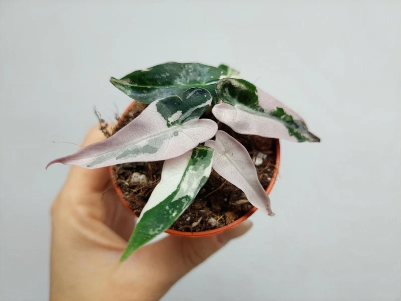 Alocasia Bambino Pink