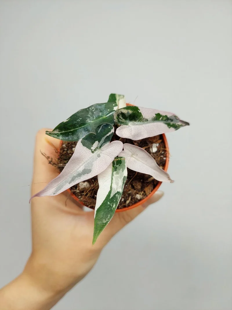 Alocasia Bambino Pink