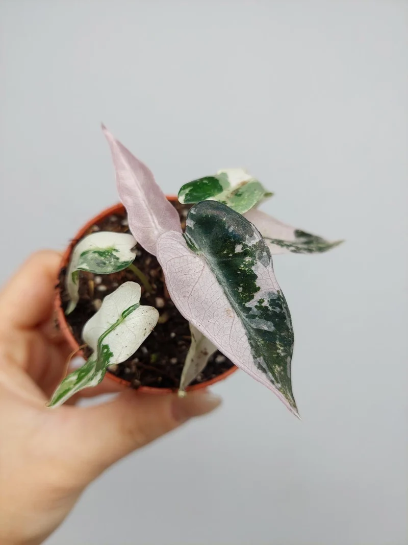 Alocasia Bambino Pink