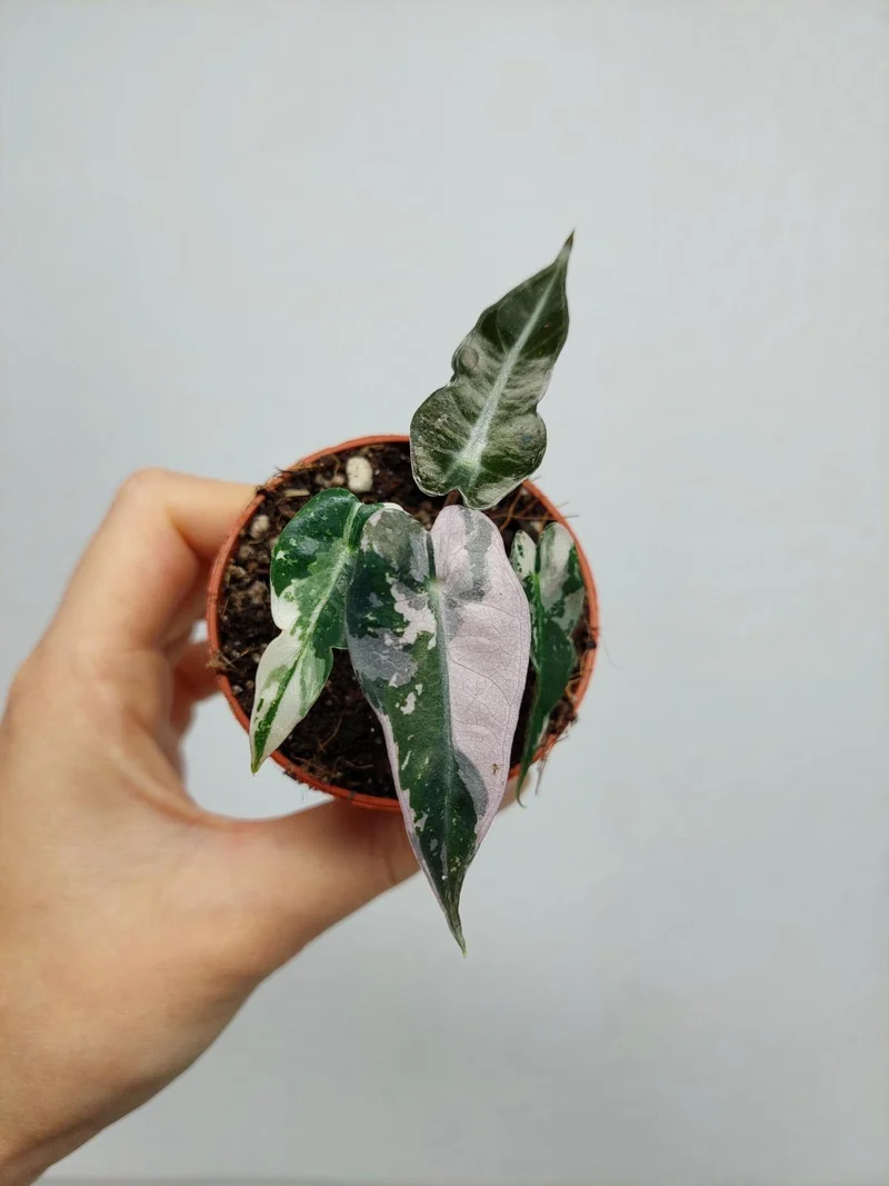 Alocasia Bambino Pink
