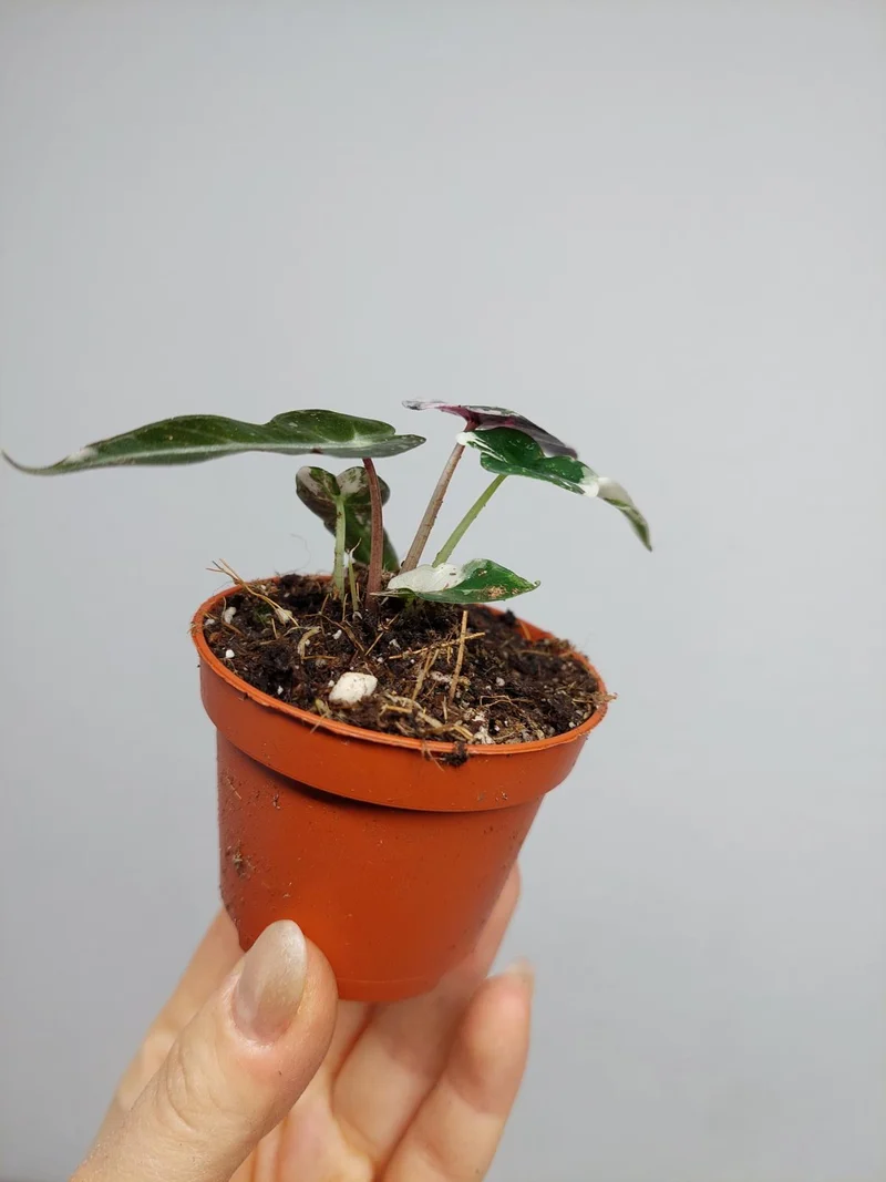 Alocasia Bambino Pink