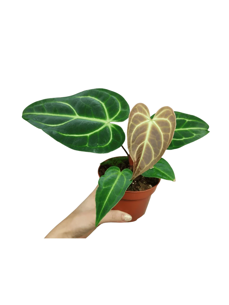 Anthurium Regale