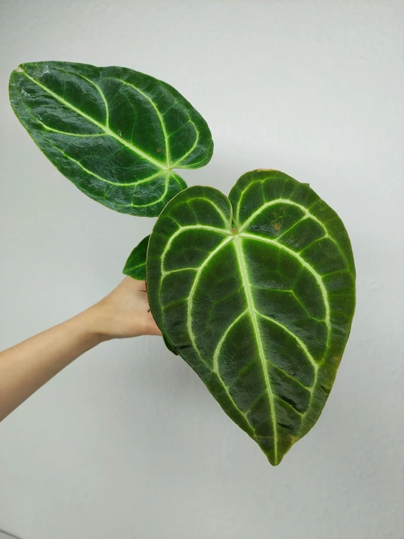 Anthurium Regale