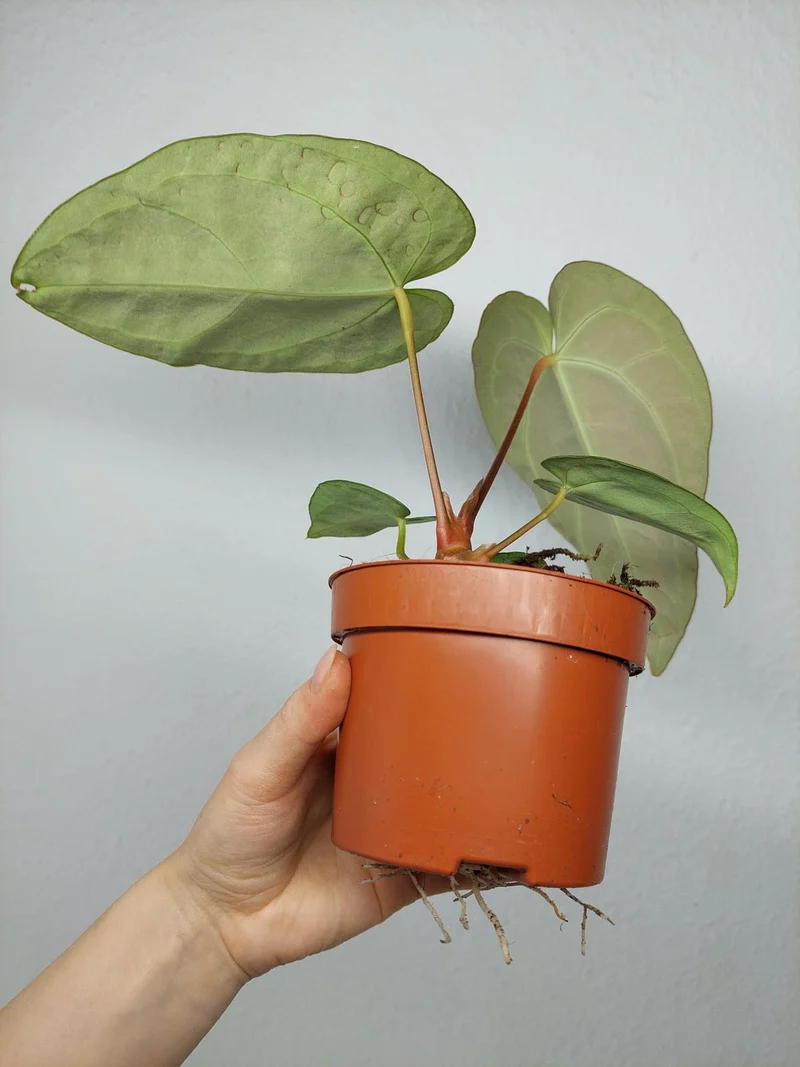 Anthurium Regale