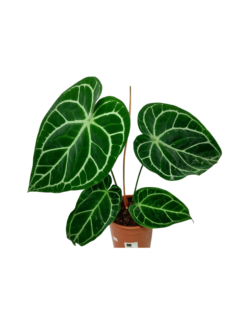 Anthurium Crystallinum Hybrid