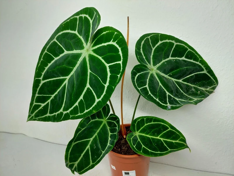 Anthurium Crystallinum Hybrid