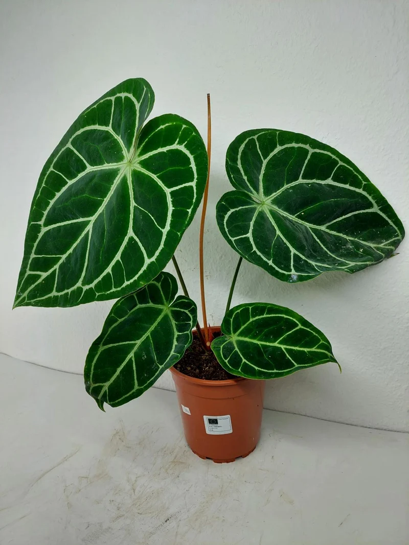 Anthurium Crystallinum Hybrid