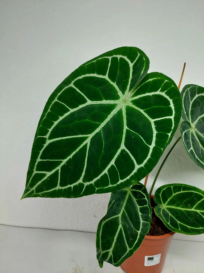 Anthurium Crystallinum Hybrid