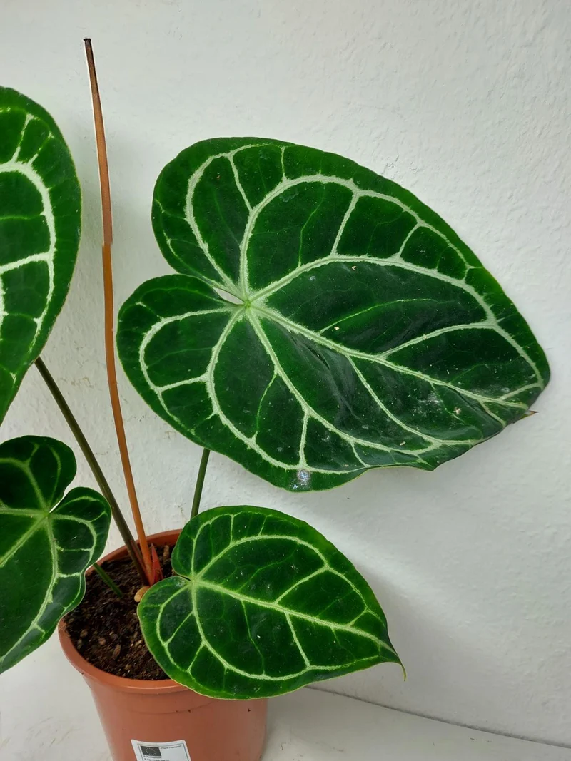 Anthurium Crystallinum Hybrid