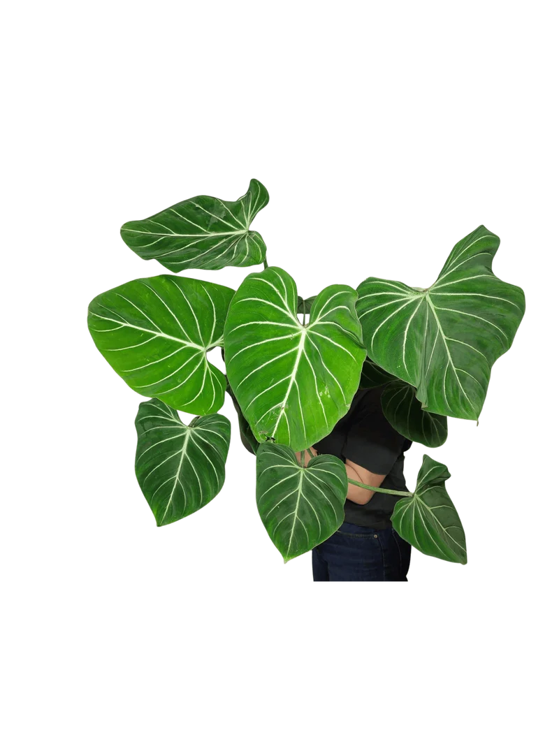 Philodendron Gloriosum XXL