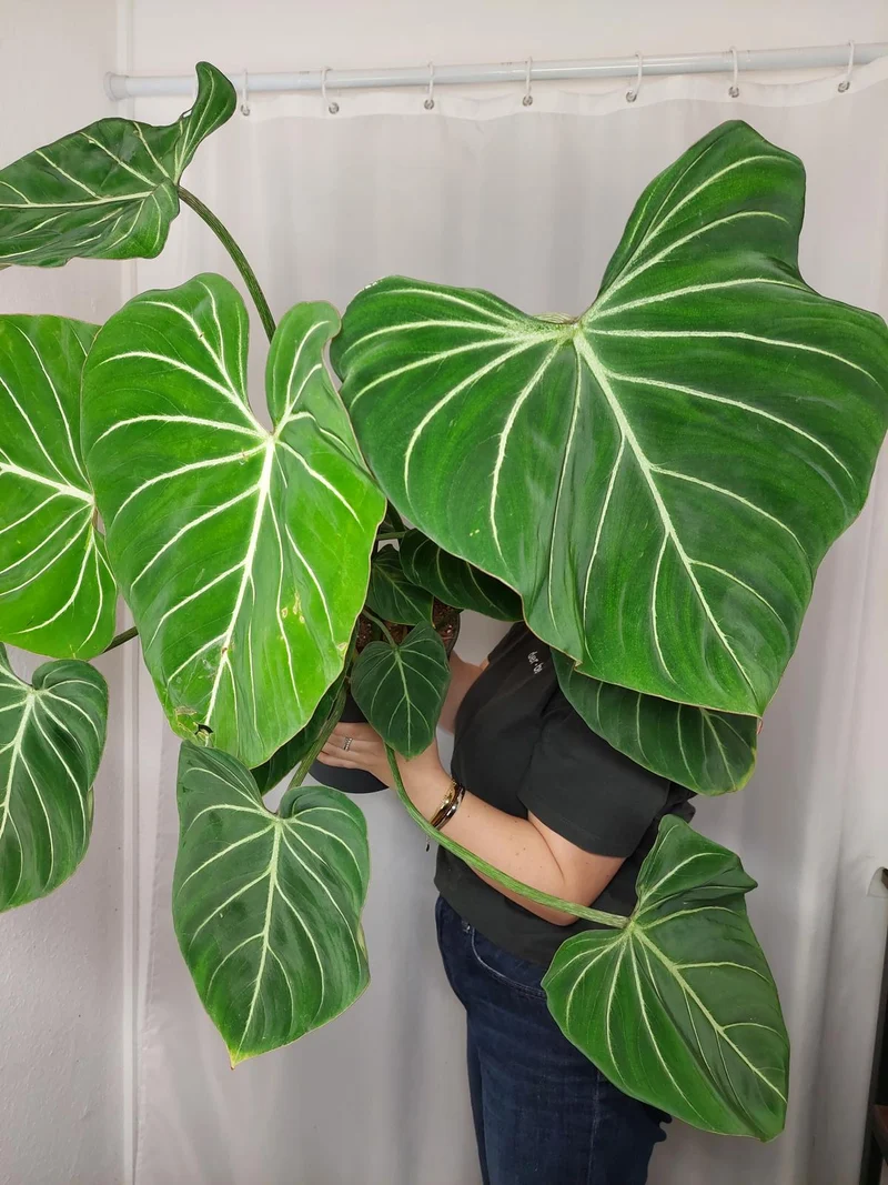 Philodendron Gloriosum XXL